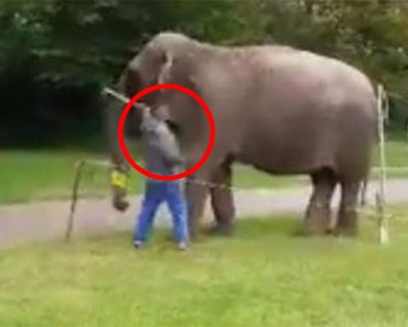 Este trabajador de un circo fue avergonzado públicamente por hacer ESTO a un elefante