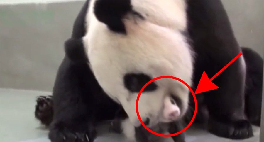 Los cuidadores del zoológico muestran a esta mama panda su cachorrito, lo que sucedió fue INCREÍBLE