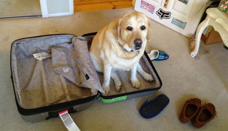 17 mascotas que no pueden creer que NO SE VAN de viaje con sus dueños. ¡La #16 es DIVERTIDÍSIMA!
