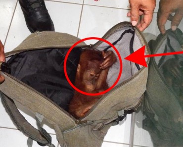 Encuentran un bebé orangután encogido de MIEDO en la mochila de su captor. Esta es la historia
