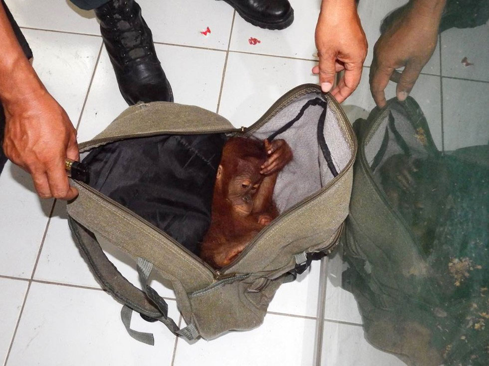 Encuentran un bebé orangután encogido de MIEDO en la mochila de su captor. Esta es la historia