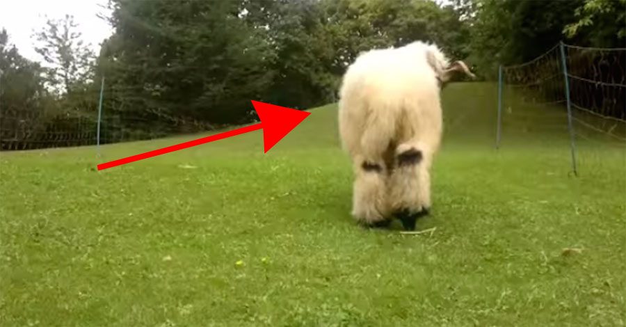 La cara y el cuerpo de esta adorable (y extraña) raza de ovejas son de dos colores MUY DIFERENTES 1 La cara y el cuerpo de esta adorable (y extraña) raza de ovejas son de dos colores MUY DIFERENTES