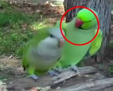 ATENTOS al pájaro de la derecha. ¡Va a hacer algo ABSOLUTAMENTE hilarante! 5 ATENTOS al pájaro de la derecha. ¡Va a hacer algo ABSOLUTAMENTE hilarante!