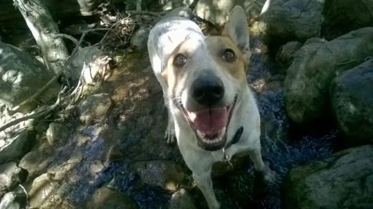 Esta perrita fue enterrada VIVA sólo por ser una perra callejera. Su fuerza te HARÁ LLORAR