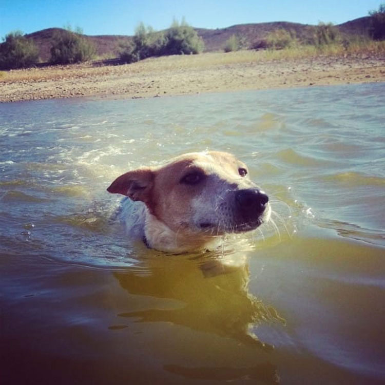 Esta perrita fue enterrada VIVA sólo por ser una perra callejera. Su fuerza te HARÁ LLORAR