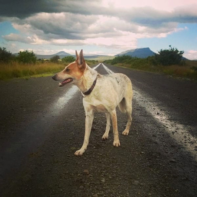 Esta perrita fue enterrada VIVA sólo por ser una perra callejera. Su fuerza te HARÁ LLORAR