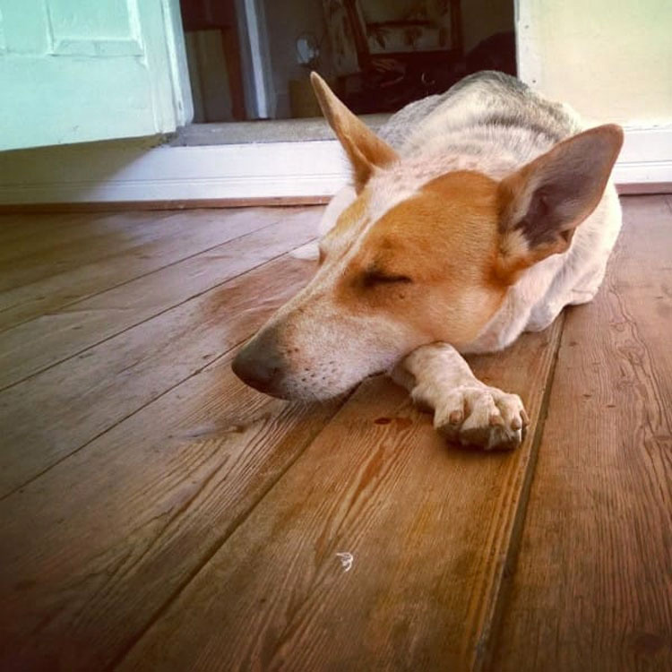 Esta perrita fue enterrada VIVA sólo por ser una perra callejera. Su fuerza te HARÁ LLORAR