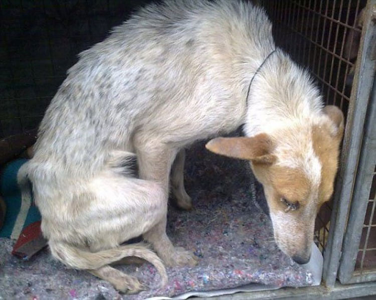 Esta perrita fue enterrada VIVA sólo por ser una perra callejera. Su fuerza te HARÁ LLORAR