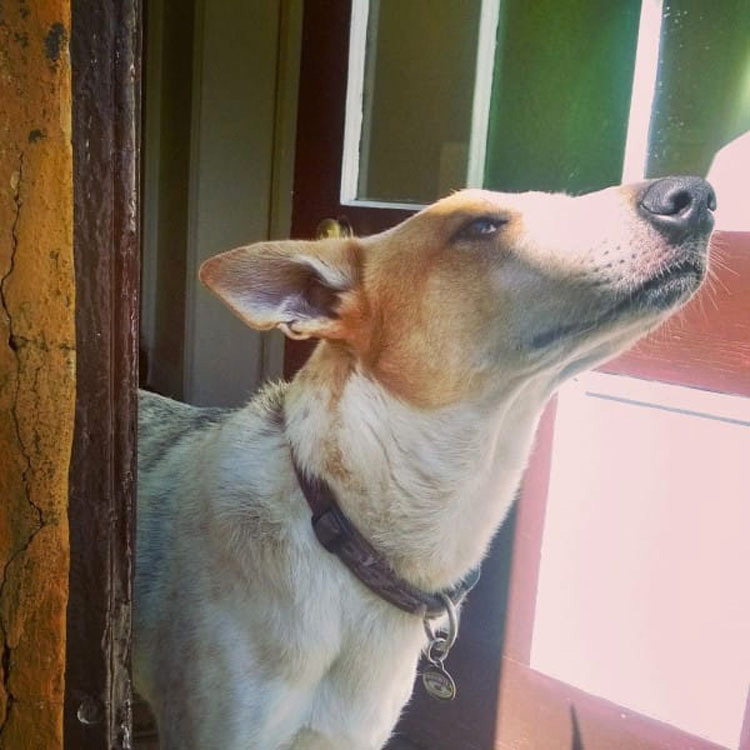 Esta perrita fue enterrada VIVA sólo por ser una perra callejera. Su fuerza te HARÁ LLORAR