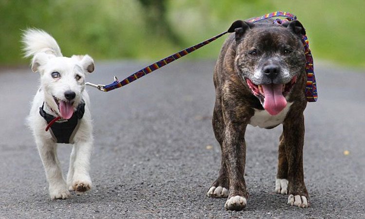 Este perro viejo y ciego y su amigo y guía fueron abandonados juntos en un tunel. Esta es su emotiva historia