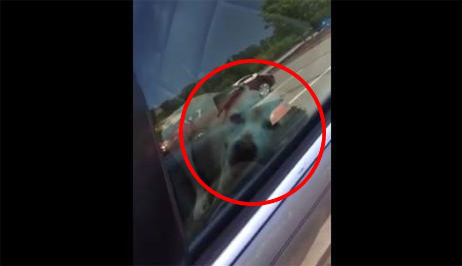 Policías rescatan a un perro dentro de un coche... ¡A 65 grados!