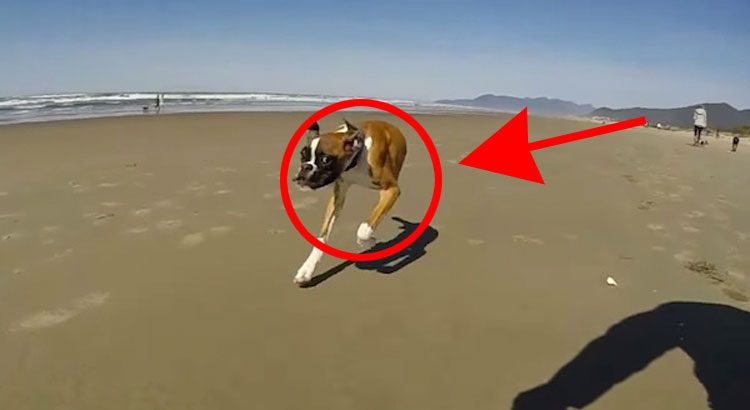 Este perro de sólo DOS PATAS no puede contener su emoción al estar en la playa