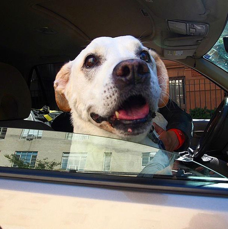 Esta familia realiza una aventura con su perro enfermo en FASE TERMINAL para guardar el mejor recuerdo