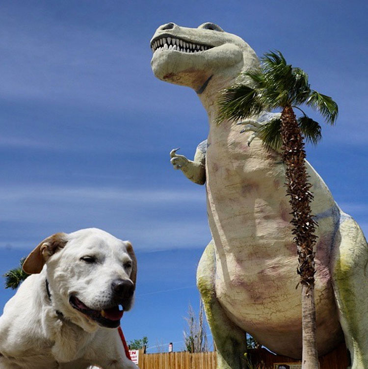 Esta familia realiza una aventura con su perro enfermo en FASE TERMINAL para guardar el mejor recuerdo