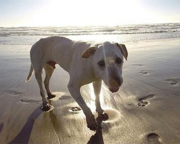 Esta familia realiza una aventura con su perro enfermo en FASE TERMINAL para guardar el mejor recuerdo