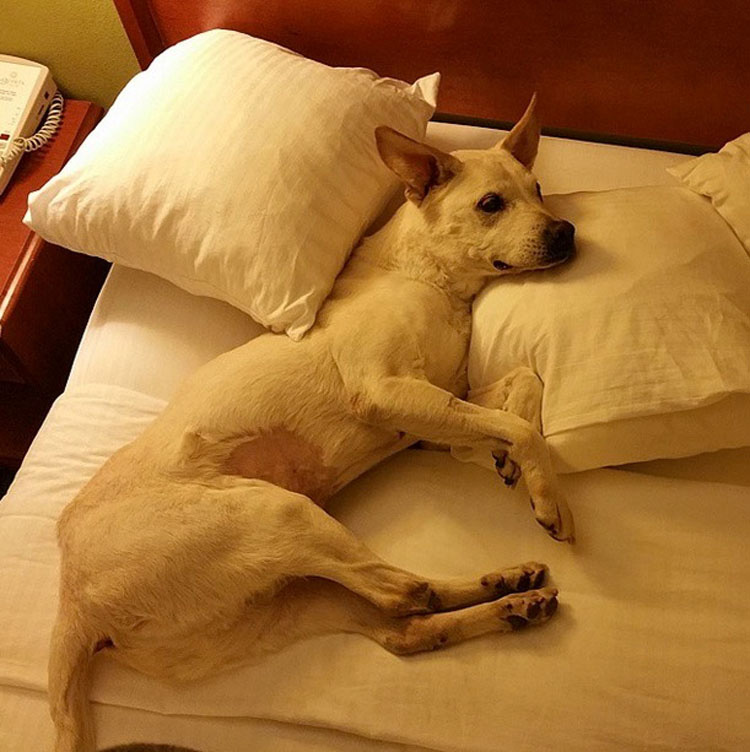 Esta familia realiza una aventura con su perro enfermo en FASE TERMINAL para guardar el mejor recuerdo