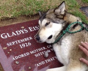 ¿Crees que los perros no tienen sentimientos? Mira Esto. Son los 10 segundos MÁS TRISTES que he visto en mi vida 7 ¿Crees que los perros no tienen sentimientos? Mira Esto. Son los 10 segundos MÁS TRISTES que he visto en mi vida