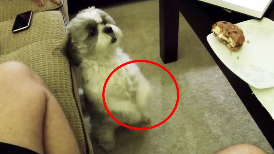 ¡ALERTA de monería! Este perrito usa una insólita técnica para que su dueño le de una galleta