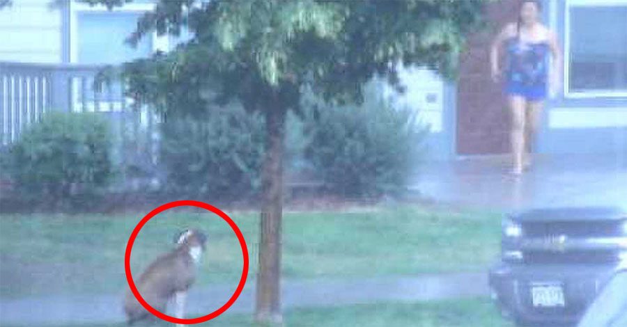 Este perro abandonado en mitad de una tormenta TERRIBLE es rescatado por un vecino. Este es el VÍDEO