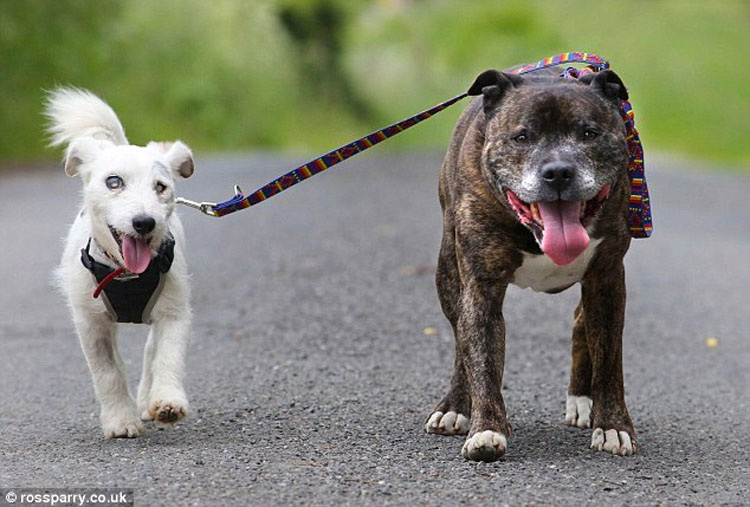 Este perro viejo y ciego y su amigo y guía fueron abandonados juntos en un tunel. Esta es su emotiva historia