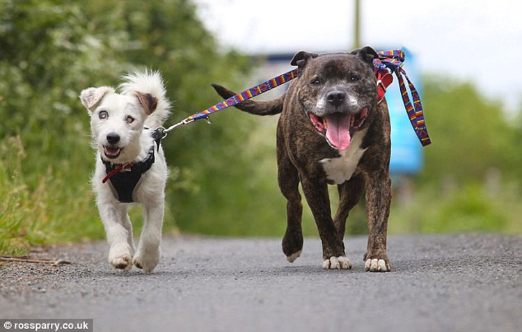 Este perro viejo y ciego y su amigo y guía fueron abandonados juntos en un tunel. Esta es su emotiva historia