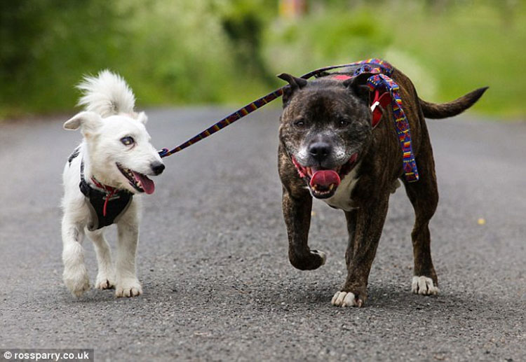 Este perro viejo y ciego y su amigo y guía fueron abandonados juntos en un tunel. Esta es su emotiva historia