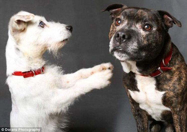 Este perro viejo y ciego y su amigo y guía fueron abandonados juntos en un tunel. Esta es su emotiva historia