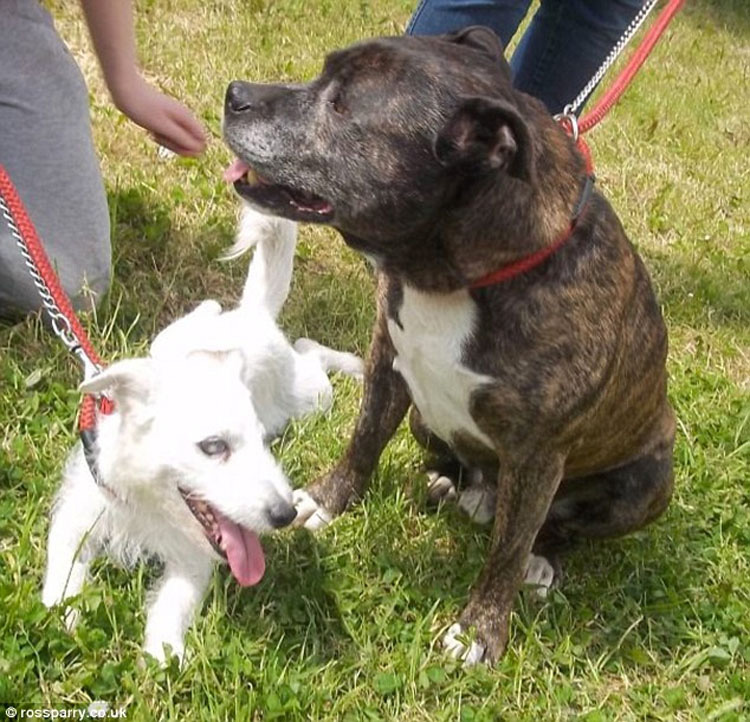 Este perro viejo y ciego y su amigo y guía fueron abandonados juntos en un tunel. Esta es su emotiva historia