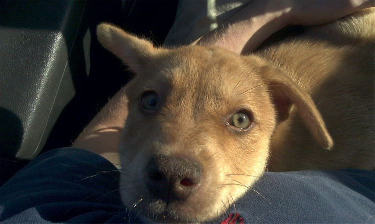 15 perros recién adoptados que muestran pura alegría cuando los llevan a su nuevo hogar