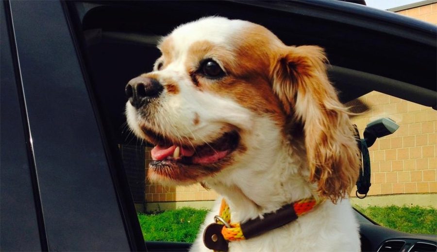 15 perros recién adoptados que muestran pura alegría cuando los llevan a su nuevo hogar
