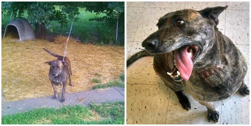 Estos perros han pasado sus vidas ENCADENADOS hasta que fueron LIBERADOS. ¡Mira como cabiaron!