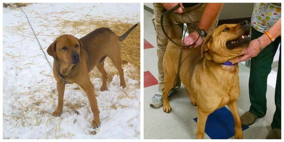 Estos perros han pasado sus vidas ENCADENADOS hasta que fueron LIBERADOS. ¡Mira como cabiaron!