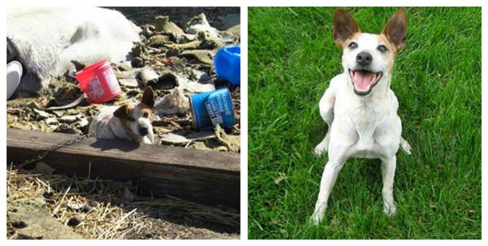 Estos perros han pasado sus vidas ENCADENADOS hasta que fueron LIBERADOS. ¡Mira como cabiaron!