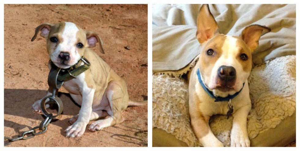 Estos perros han pasado sus vidas ENCADENADOS hasta que fueron LIBERADOS. ¡Mira como cabiaron!