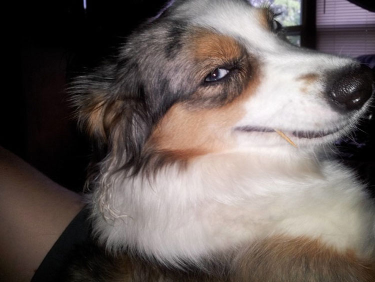 28 Perros hilarantes reaccionando ante cosas tontas que hacen los humanos