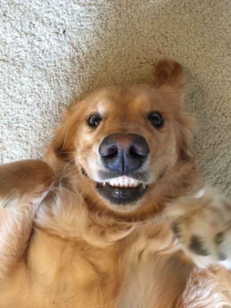 28 Perros hilarantes reaccionando ante cosas tontas que hacen los humanos