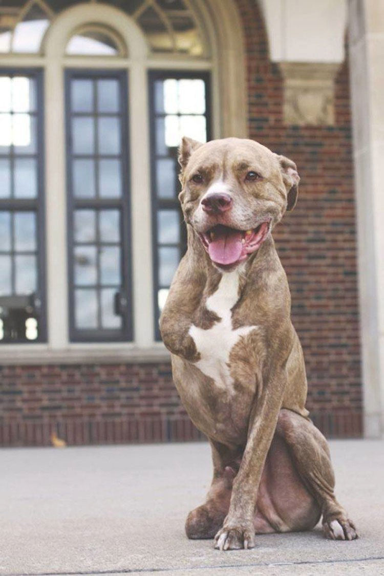 Pitbull que perdió dos patas tras recibir un disparo ahora es una inspiración para todos los que lo conocen