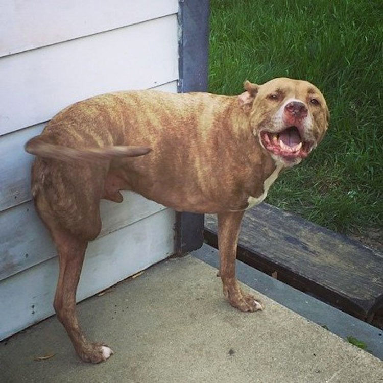 Pitbull que perdió dos patas tras recibir un disparo ahora es una inspiración para todos los que lo conocen