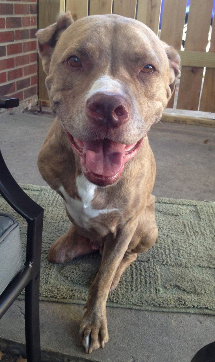 Pitbull que perdió dos patas tras recibir un disparo ahora es una inspiración para todos los que lo conocen