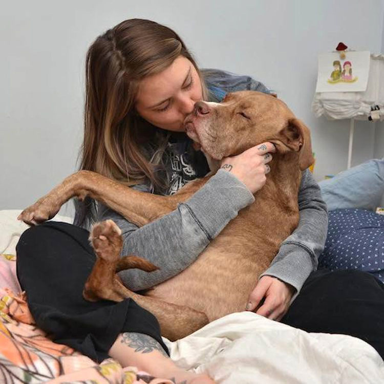 Pitbull que perdió dos patas tras recibir un disparo ahora es una inspiración para todos los que lo conocen