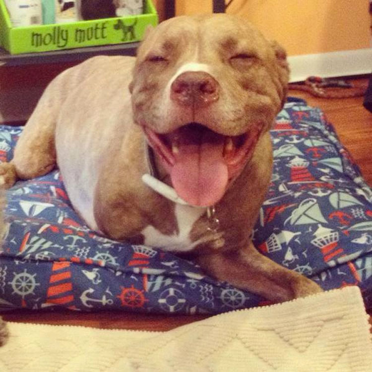 Pitbull que perdió dos patas tras recibir un disparo ahora es una inspiración para todos los que lo conocen