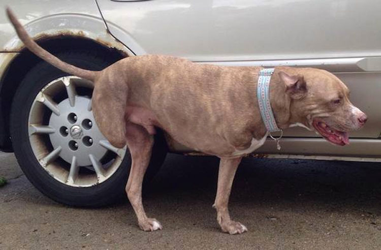 Pitbull que perdió dos patas tras recibir un disparo ahora es una inspiración para todos los que lo conocen