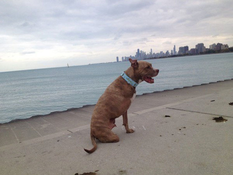 Pitbull que perdió dos patas tras recibir un disparo ahora es una inspiración para todos los que lo conocen