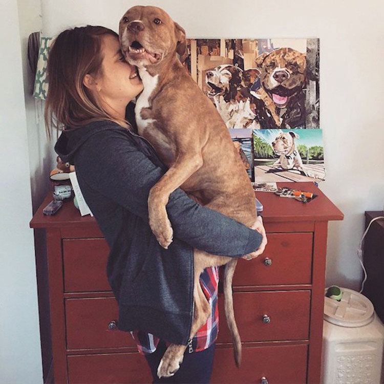 Pitbull que perdió dos patas tras recibir un disparo ahora es una inspiración para todos los que lo conocen