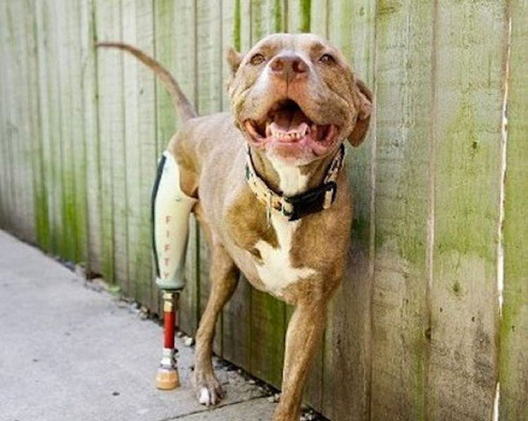 Pitbull que perdió dos patas tras recibir un disparo ahora es una inspiración para todos los que lo conocen
