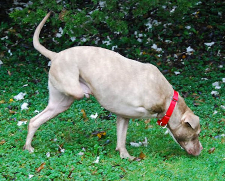 Pitbull que perdió dos patas tras recibir un disparo ahora es una inspiración para todos los que lo conocen