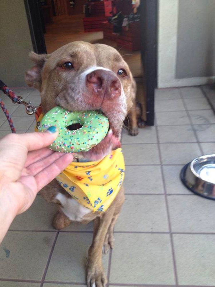 Pitbull que perdió dos patas tras recibir un disparo ahora es una inspiración para todos los que lo conocen