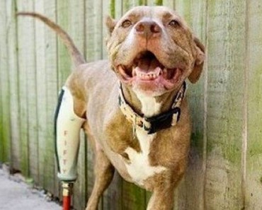 Pitbull que perdió dos patas tras recibir un disparo ahora es una inspiración para todos los que lo conocen 9 Pitbull que perdió dos patas tras recibir un disparo ahora es una inspiración para todos los que lo conocen