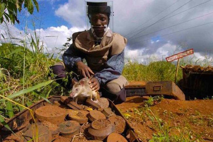 Estas ratas detectoras de bombas están salvando vidas en África, descubre CÓMO