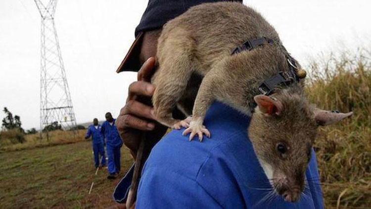 Estas ratas detectoras de bombas están salvando vidas en África, descubre CÓMO